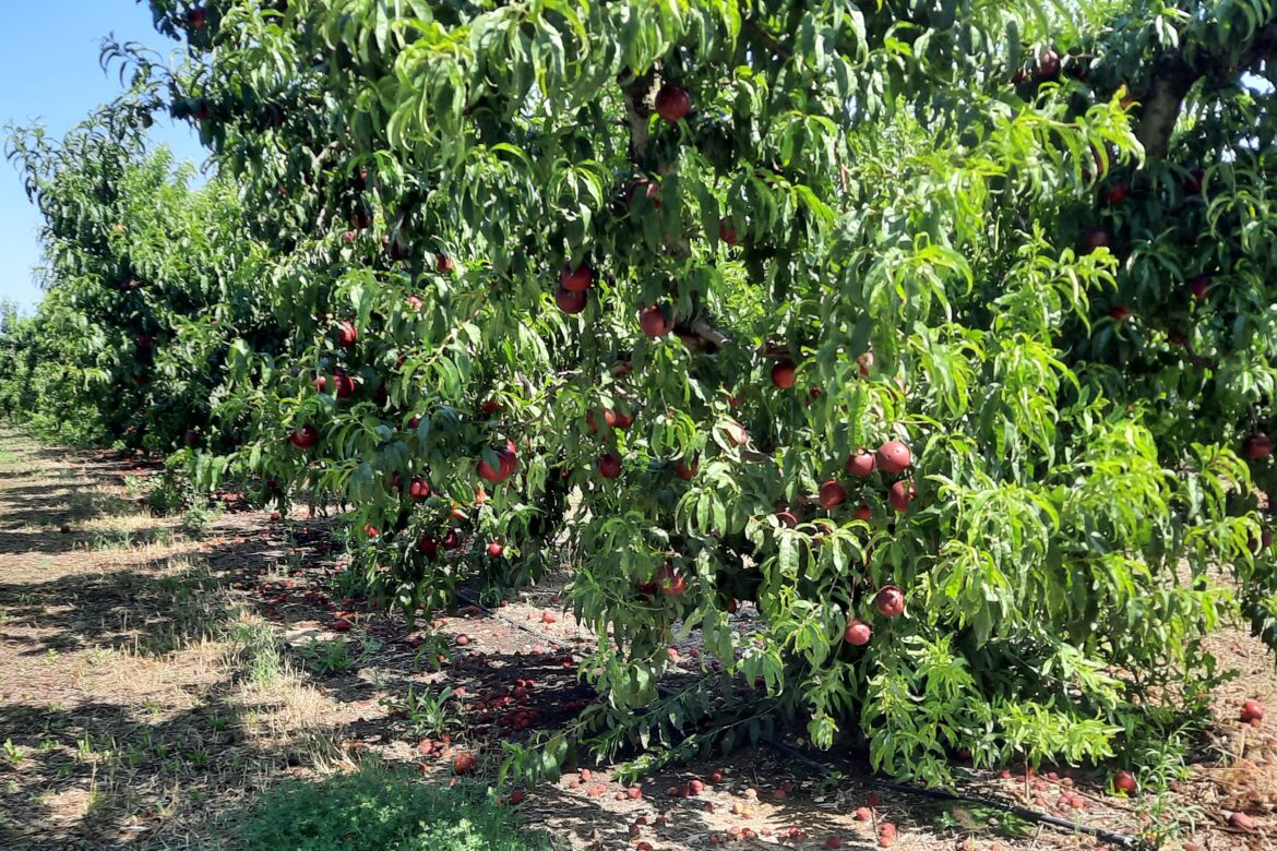 Todo tipo de fincas de frutales en explotacion
