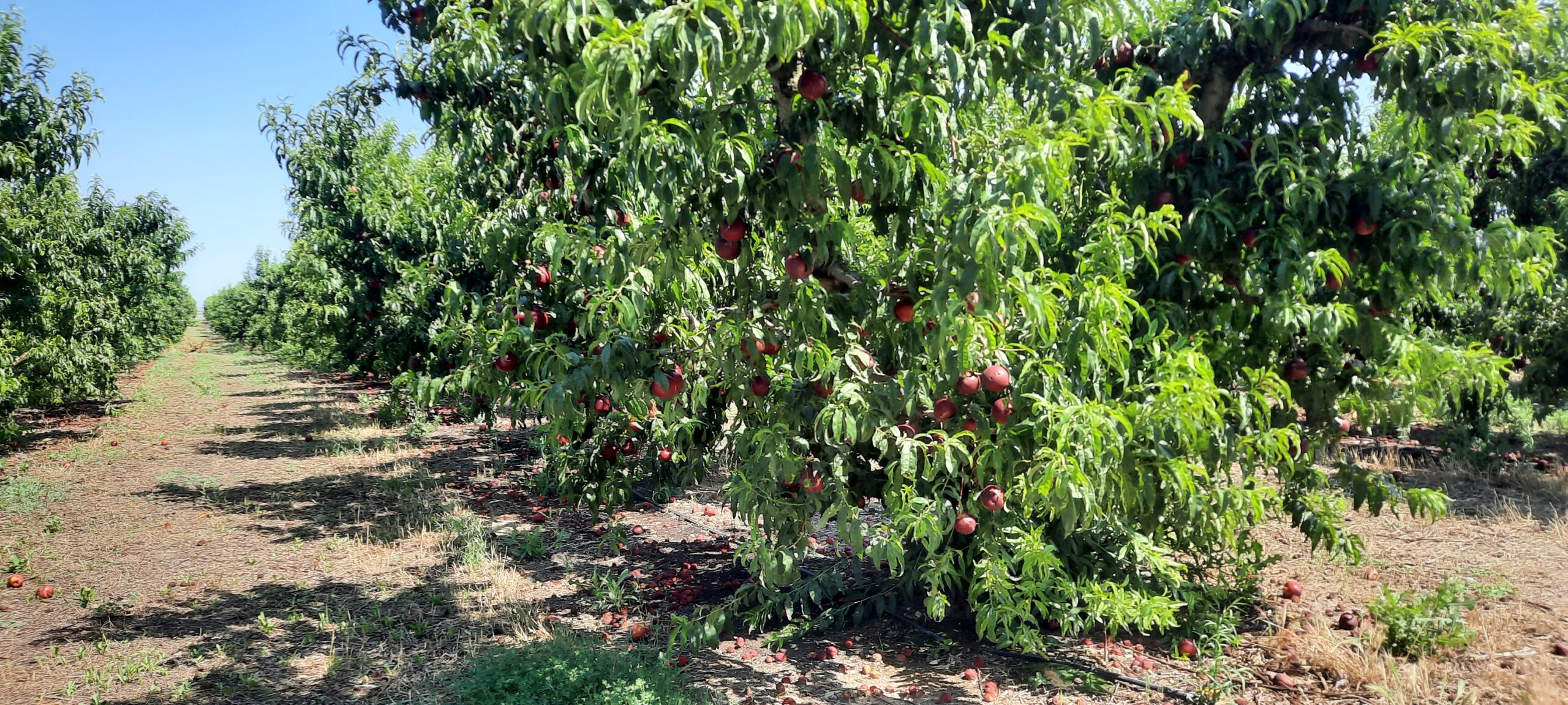 Todo tipo de fincas de frutales en explotacion
